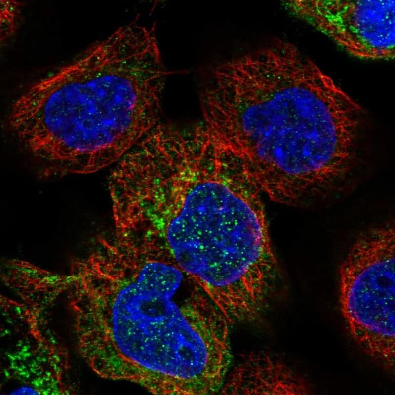 Staining of human cell line A-431 shows localization to cytosol & mitochondria.