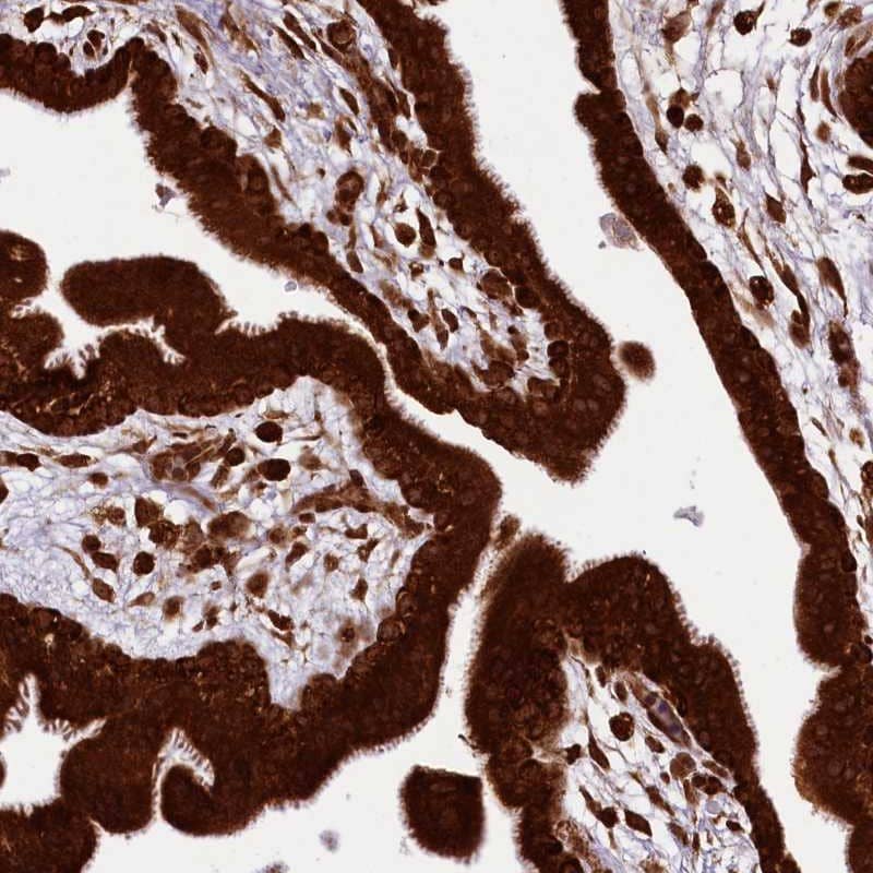 Staining of human placenta shows strong cytoplasmic positivity in trophoblastic cells.