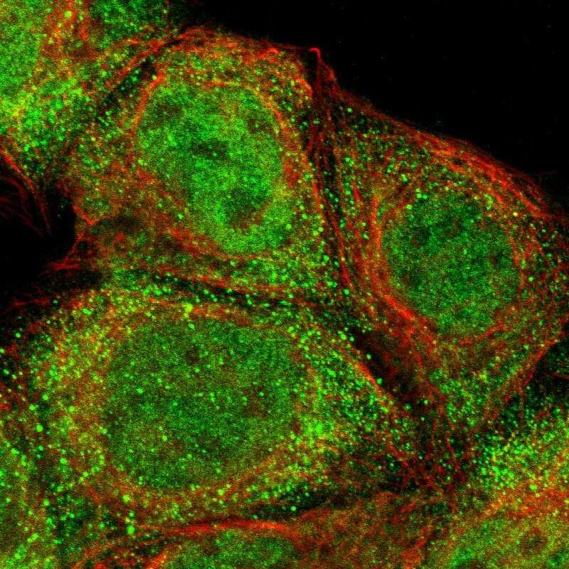Immunocytochemistry/ Immunofluorescence ZNF155 Antibody - BSA Free