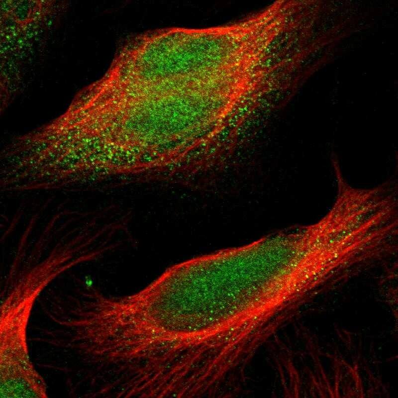Staining of human cell line U-2 OS shows localization to nucleus & cytosol.