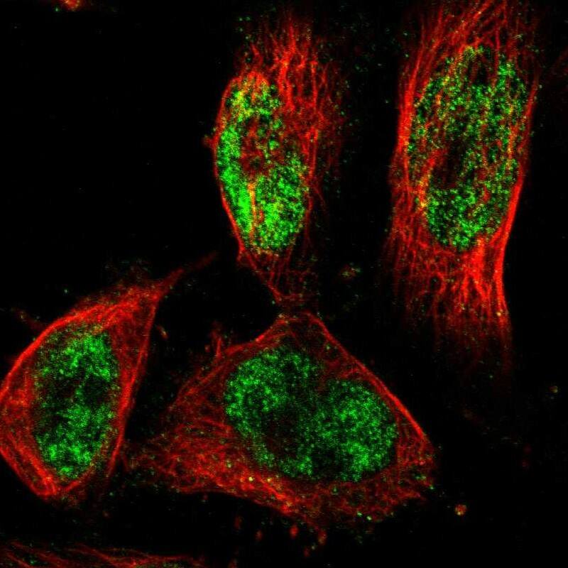 Immunocytochemistry/ Immunofluorescence PRDM4 Antibody - BSA Free