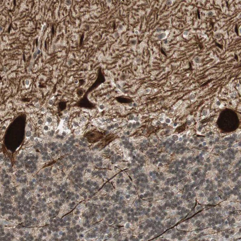 Immunohistochemistry-Paraffin PCP4 Antibody - BSA Free