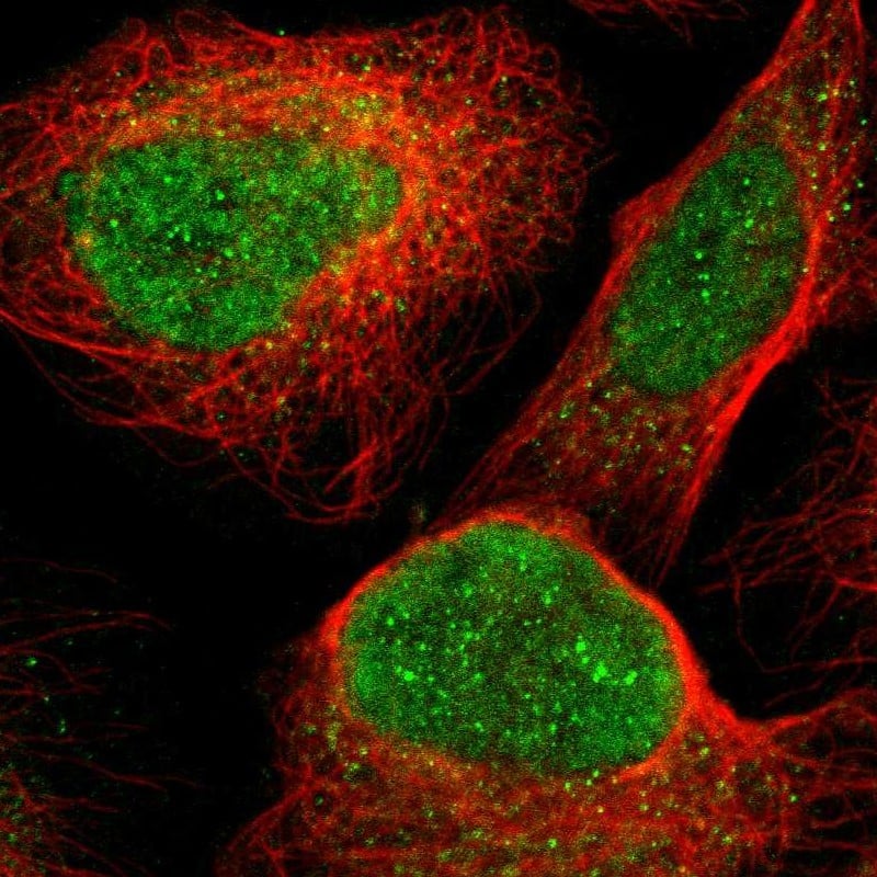 Staining of human cell line U-2 OS shows localization to nucleoplasm & cytosol.