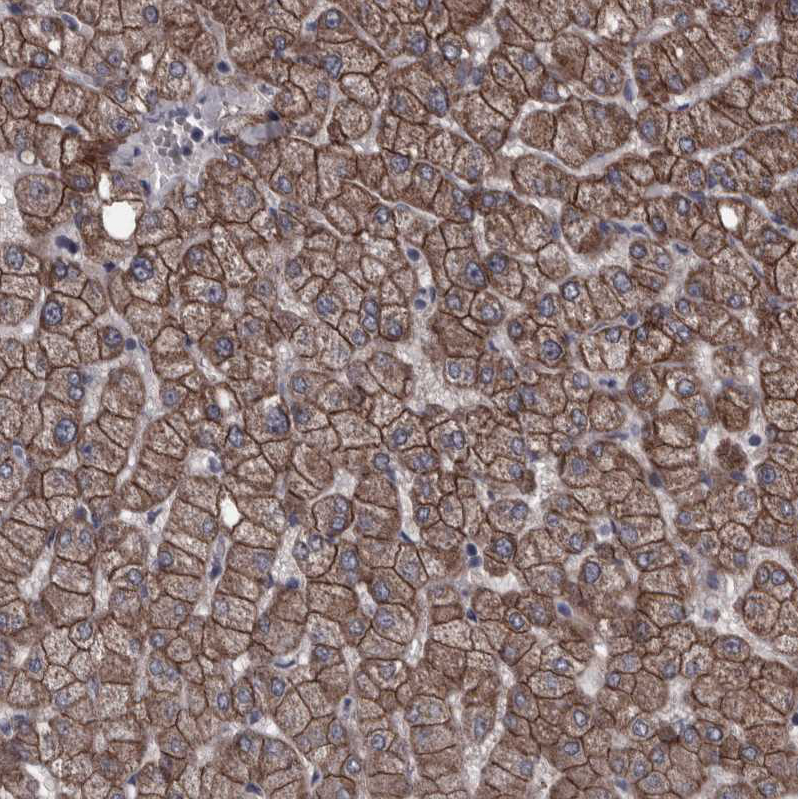 Immunohistochemistry-Paraffin Protocadherin-17 Antibody - BSA Free