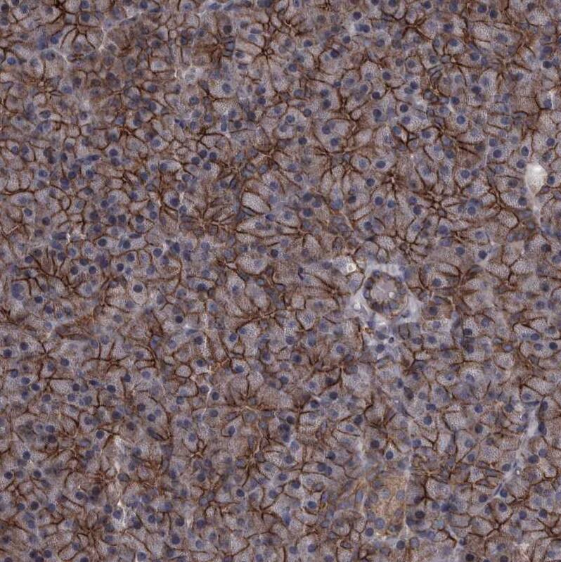 Immunohistochemistry-Paraffin Protocadherin-17 Antibody - BSA Free