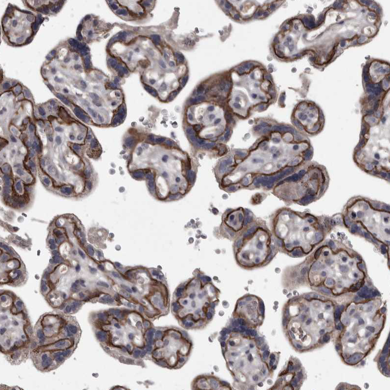 Immunohistochemistry-Paraffin Protocadherin-17 Antibody - BSA Free