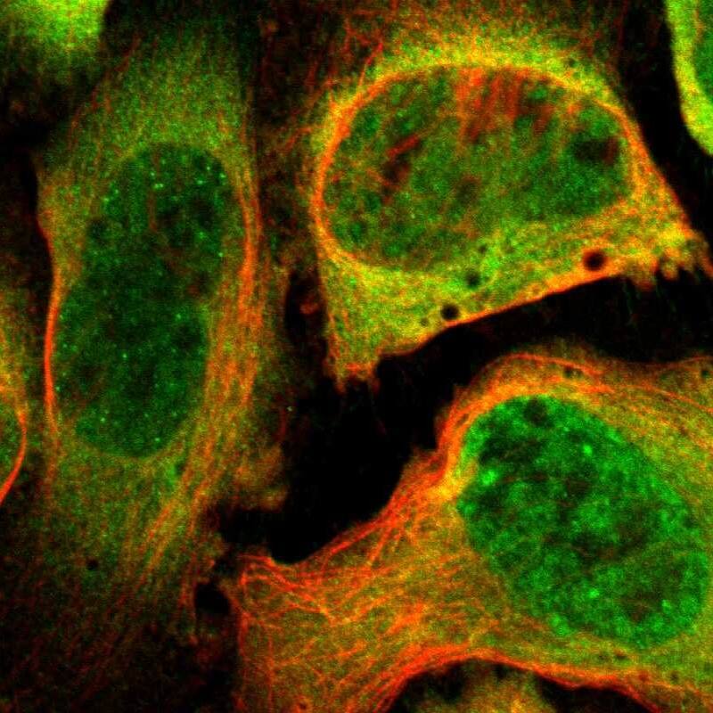 Immunocytochemistry/ Immunofluorescence PSMC1 Antibody - BSA Free