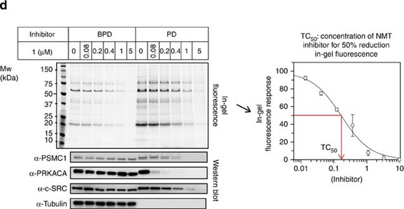 Western Blot: PSMC1 Antibody [NBP1-80959] - Characterization of potent & selective NMT inhibitors.(a) Structure & dual NMT1/NMT2 inhibitory potency of compound 1. (b) Crystal structure of 1 (grey) bound to NMT1 in the presence of Myr-CoA showing key water molecules (red spheres) & polar interactions (dashed lines). Key residues (NMT1 numbering) are shown for NMT1 (blue, PDB 4C2Y) & NMT2 (pink, PDB 4C2X), & for NMT1 with 1 bound (green, PDB 4C2Z). Myr-CoA or the Myr-CoA analogue (NHM) is shown in black/grey. Image generated in PyMOL (0.99rc6, DeLano Scientific LLC, //pymol.sourceforge.net/). (c) Viability (MTS assay) of HeLa cells exposed to compound 1 at concentrations & time points indicated; error bars, s.d. (n=6). (d) Compound 1 inhibits NMT activity dose-dependently in HeLa cells (BPD=before pull-down; PD=after pull-down on streptavidin-coated beads). In-gel fluorescence after YnMyr tagging was quantified (ImageJ) & the response (% relative intensity; error bars, s.d. (n=2)) plotted using GraFit 7.0 to determine TC50 (see Fig. 2a for TC50 determined for compound 1). Western blots against protein substrates of NMT show dose-dependent reduction in enrichment following inhibition (tubulin: non-substrate loading control). (e) Cells treated with azidohomoalanine (AHA), cycloheximide (CHX) or inhibitor 1 (or DMSO vehicle), were lysed & ligated (CuAAC) to an alkyne-TAMRA reagent67. In-gel fluorescence demonstrates inhibition of protein synthesis by CHX, but not by 1. Image collected & cropped by CiteAb from the following publication (//pubmed.ncbi.nlm.nih.gov/25255805), licensed under a CC-BY license. Not internally tested by Novus Biologicals.