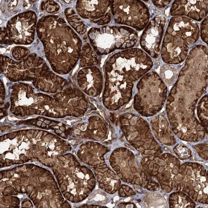 Immunohistochemistry-Paraffin RPP14 Antibody - BSA Free