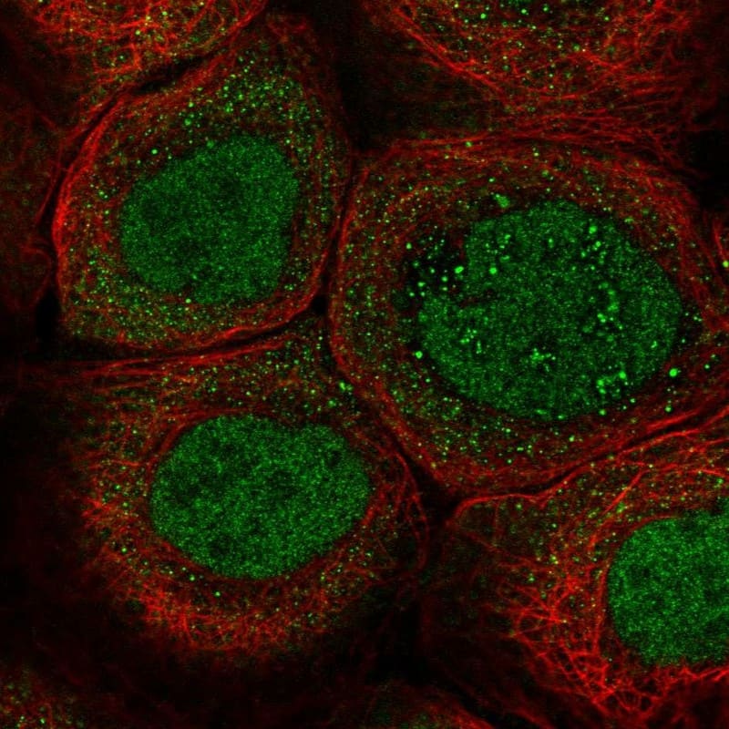 Immunocytochemistry/ Immunofluorescence ZNF260 Antibody - BSA Free