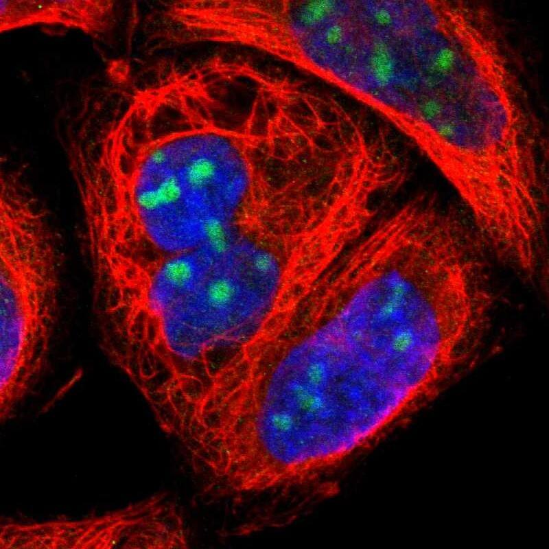 Staining of human cell line A-431 shows localization to nucleoli.