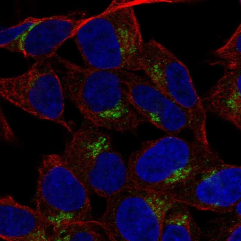 Staining of human cell line SH-SY5Y shows localization to the Golgi apparatus.