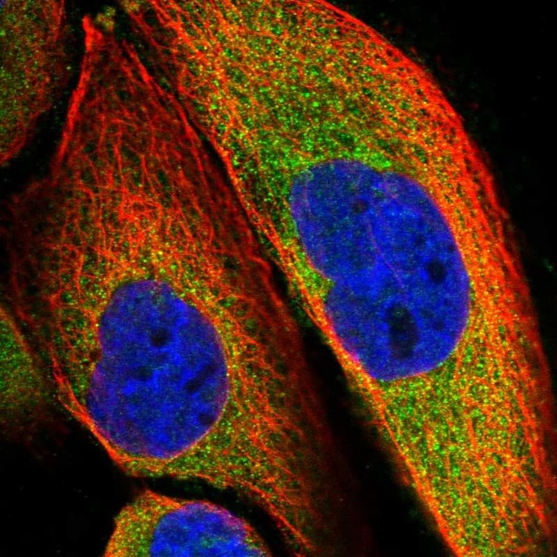 Immunocytochemistry/ Immunofluorescence SLC9A5 Antibody - BSA Free
