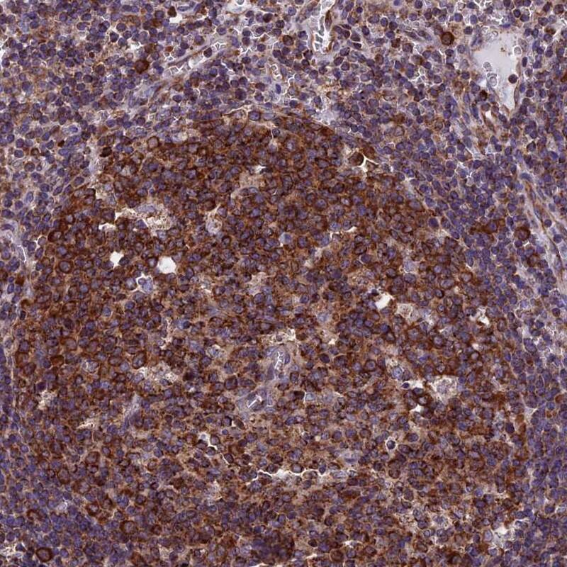 Immunohistochemistry-Paraffin SLC9A5 Antibody - BSA Free