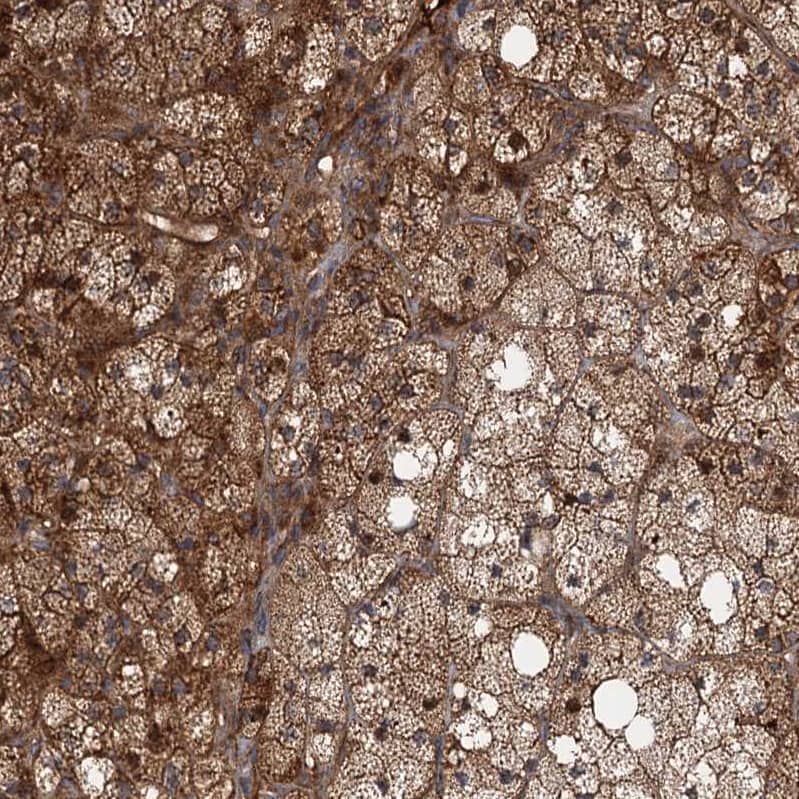 Staining of human adrenal gland shows moderate to strong cytoplasmic positivity in glandular cells.