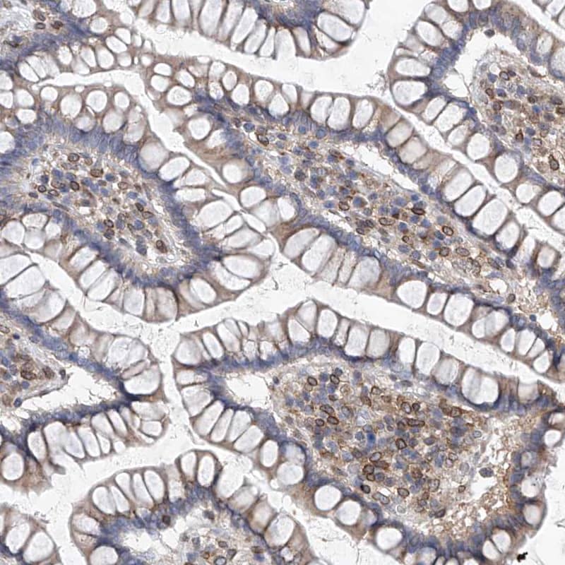 Immunohistochemistry-Paraffin MX2 Antibody - BSA Free