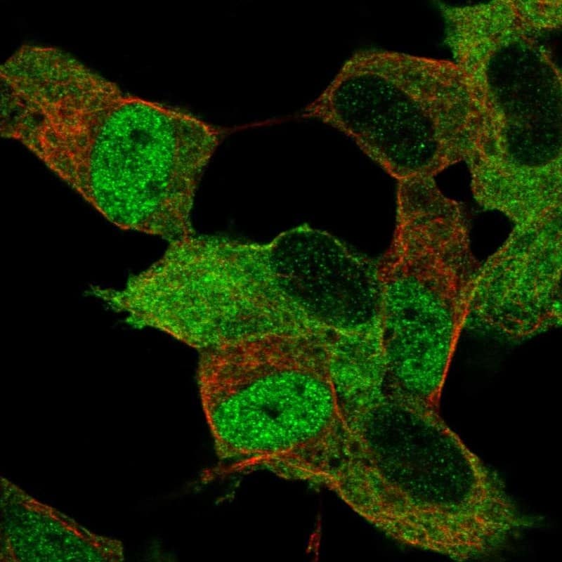Immunocytochemistry/ Immunofluorescence Myt1 Antibody - BSA Free