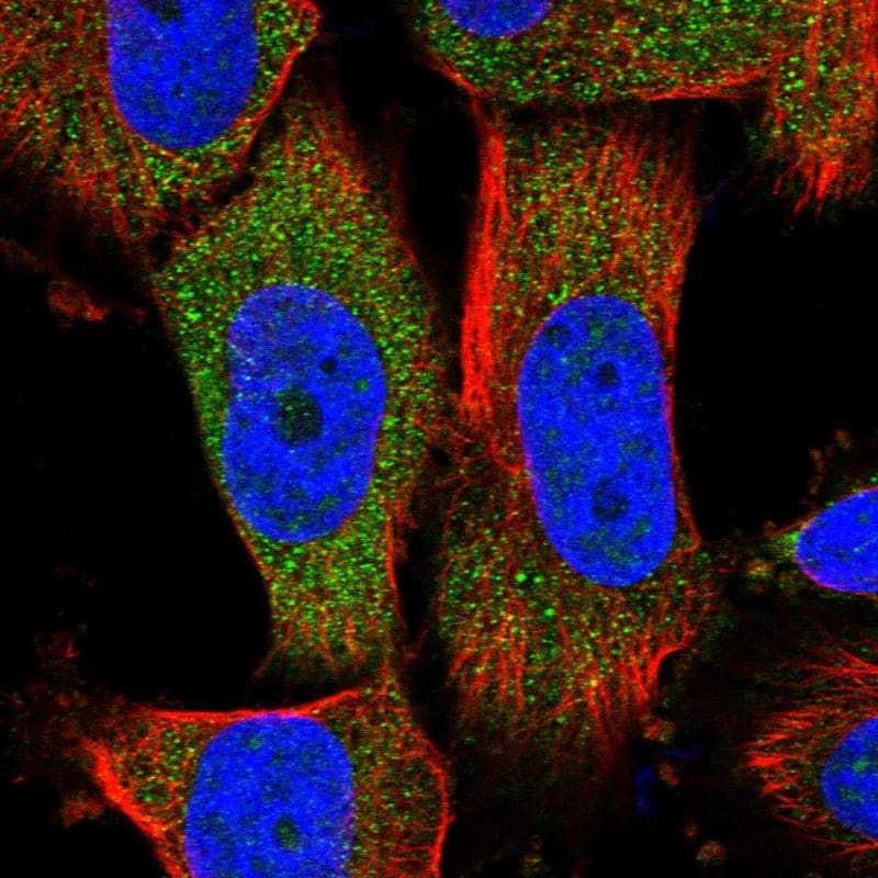 Immunocytochemistry/ Immunofluorescence MOCS2 Antibody - BSA Free