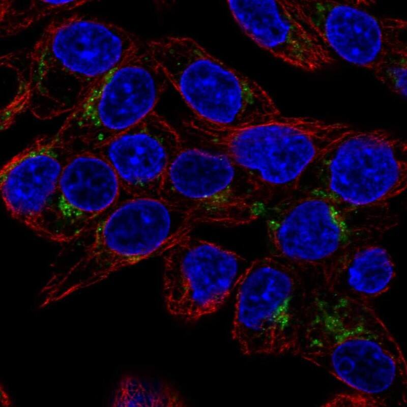 Staining of human cell line Hep G2 shows localization to the Golgi apparatus.