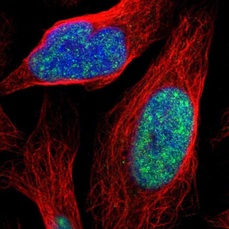 Immunocytochemistry/ Immunofluorescence ZNF250 Antibody - BSA Free
