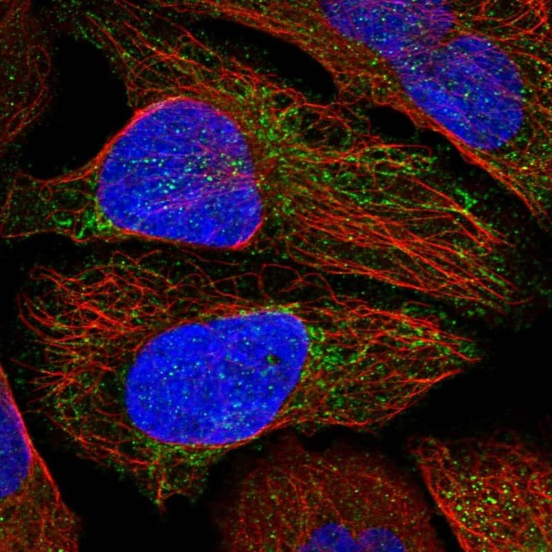 Staining of human cell line U-2 OS shows localization to cytosol & mitochondria.