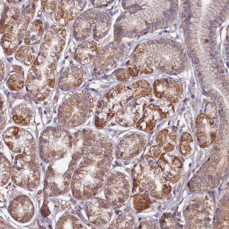 Immunohistochemistry-Paraffin FUNDC1 Antibody - BSA Free