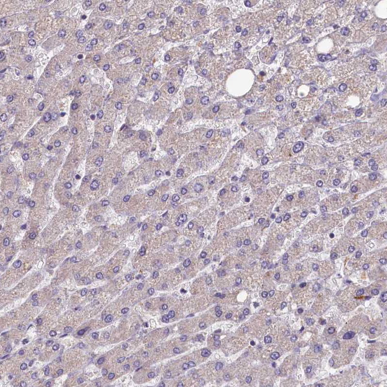 Immunohistochemistry-Paraffin FUNDC1 Antibody - BSA Free