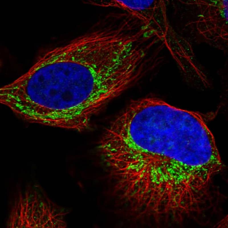 Staining of human cell line U-2 OS shows localization to nucleoli & mitochondria.