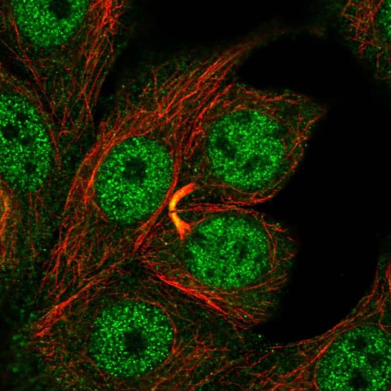 Staining of human cell line MCF7 shows localization to nucleoplasm & cytokinetic bridge.