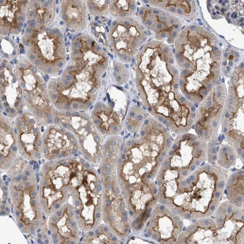 Staining of human kidney shows distinct positivity in cytoplasm and luminal membranes.