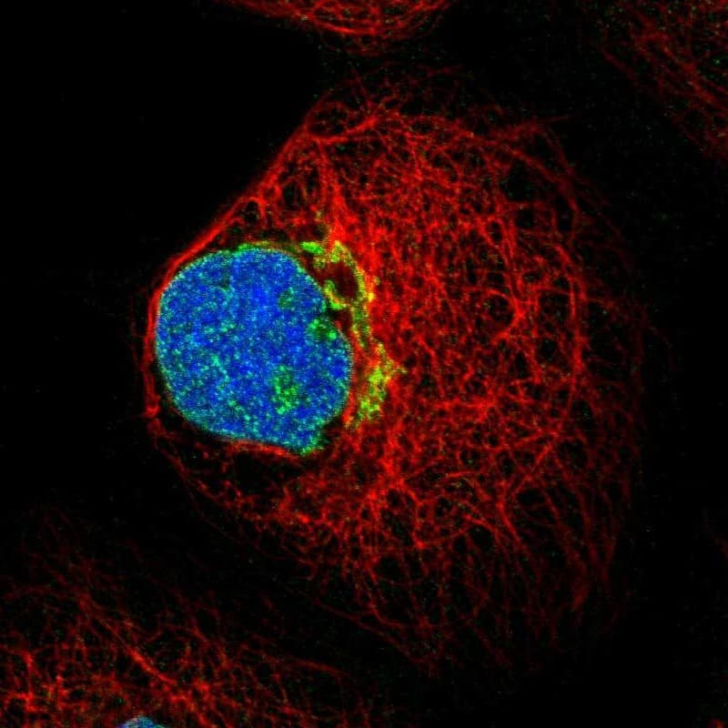 Immunocytochemistry/ Immunofluorescence Fucosyltransferase 11/FUT11 Antibody - BSA Free