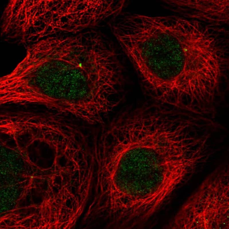 Immunocytochemistry/ Immunofluorescence THAP6 Antibody - BSA Free