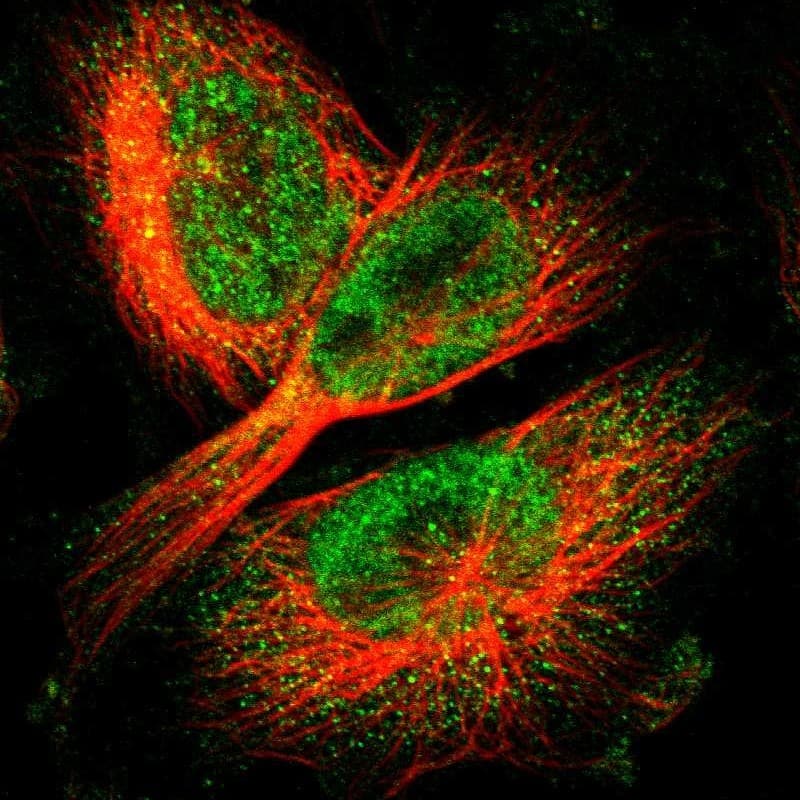 Staining of human cell line U-251 MG shows localization to nucleoplasm & cytosol.
