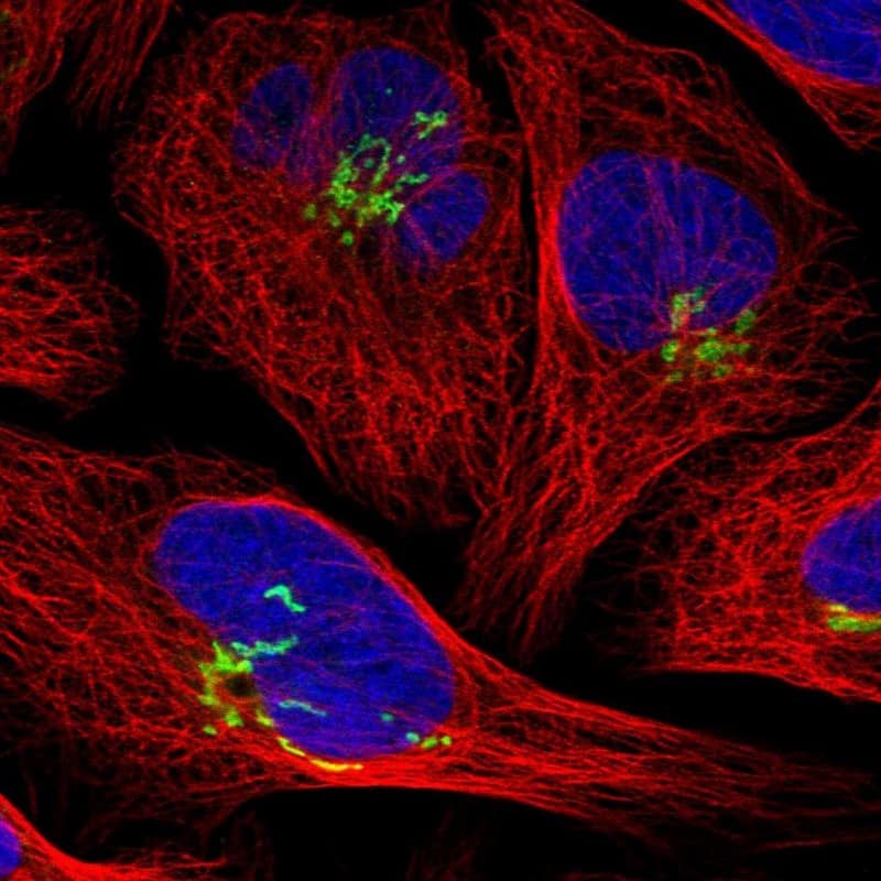 Staining of human cell line U-2 OS shows localization to the Golgi apparatus.