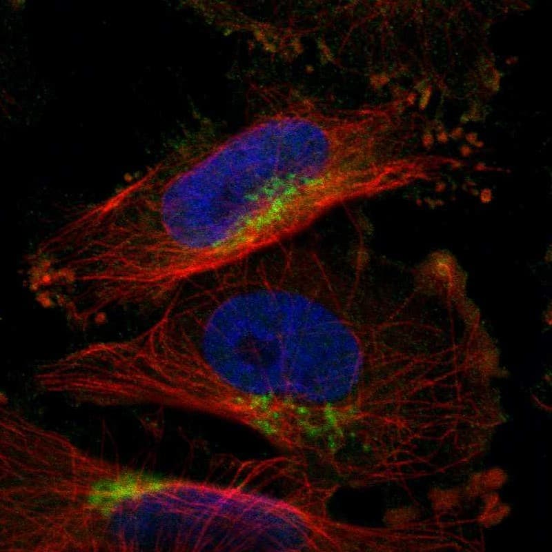 Staining of human cell line U-251 MG shows localization to the Golgi apparatus.
