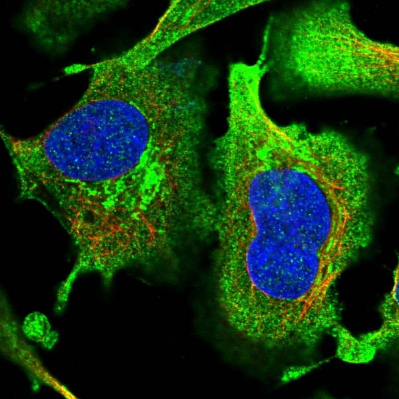 Immunocytochemistry/ Immunofluorescence EFCAB2 Antibody - BSA Free