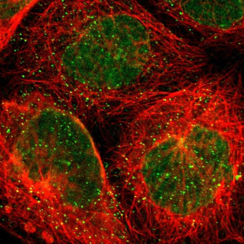Immunocytochemistry/ Immunofluorescence THAP7 Antibody - BSA Free