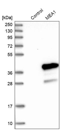 Western blot analysis in control (vector only transfected HEK293T lysate) and MEA1 over-expression lysate (Co-expressed with a C-terminal myc-DDK tag (~3.1 kDa) in mammalian HEK293T cells).