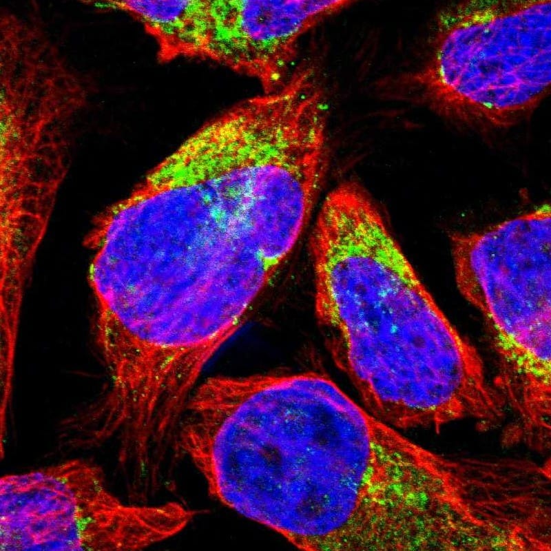 Immunocytochemistry/ Immunofluorescence MCCC1 Antibody - BSA Free