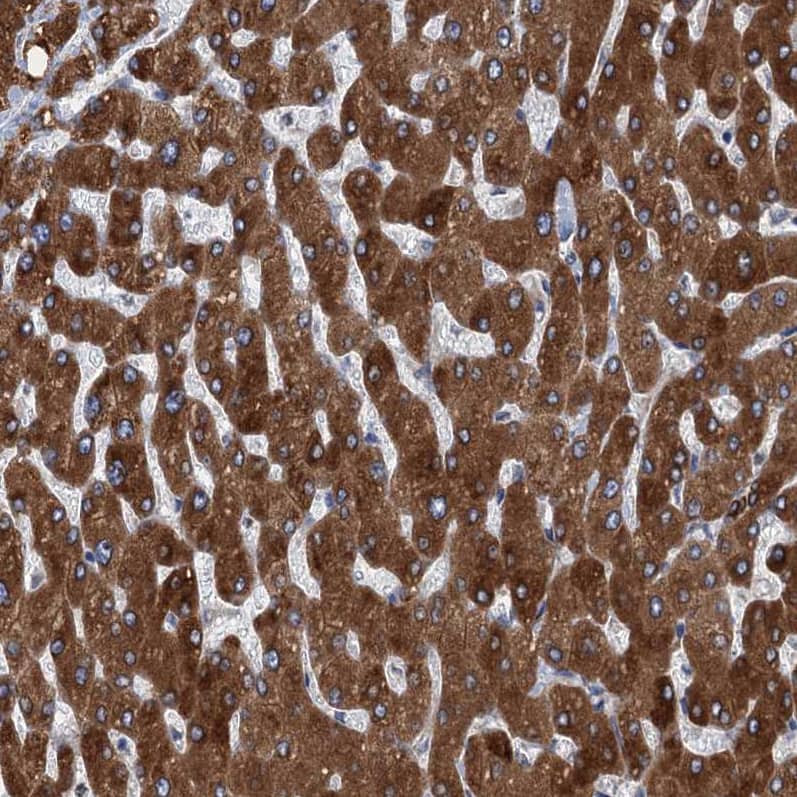 Immunohistochemistry-Paraffin TMEM205 Antibody - BSA Free