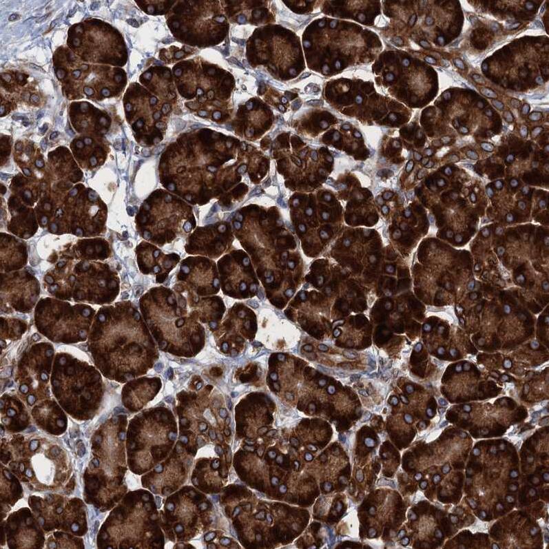 Immunohistochemistry-Paraffin TMEM205 Antibody - BSA Free