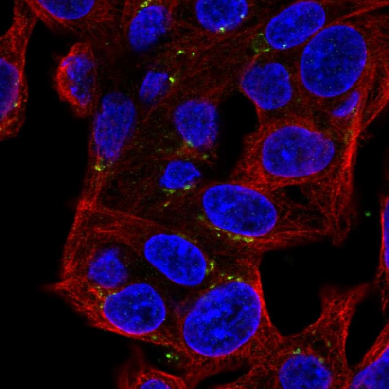 Staining of human cell line Hep G2 shows localization to the Golgi apparatus.
