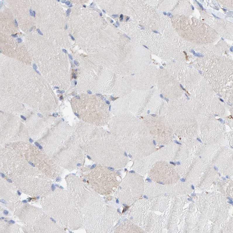 Immunohistochemistry-Paraffin MAP1B Antibody - BSA Free