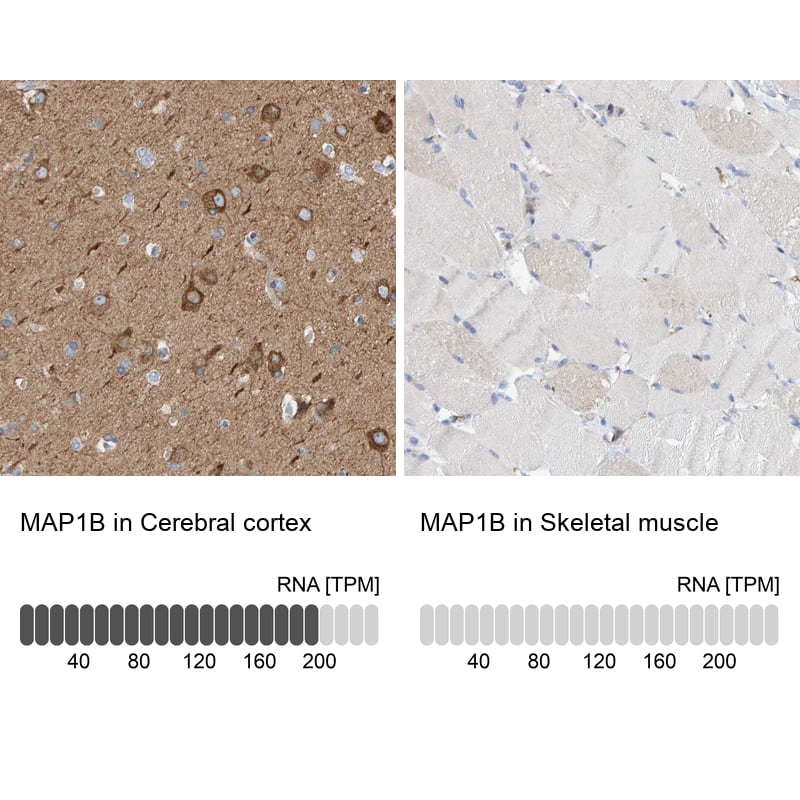 Immunohistochemistry-Paraffin MAP1B Antibody - BSA Free