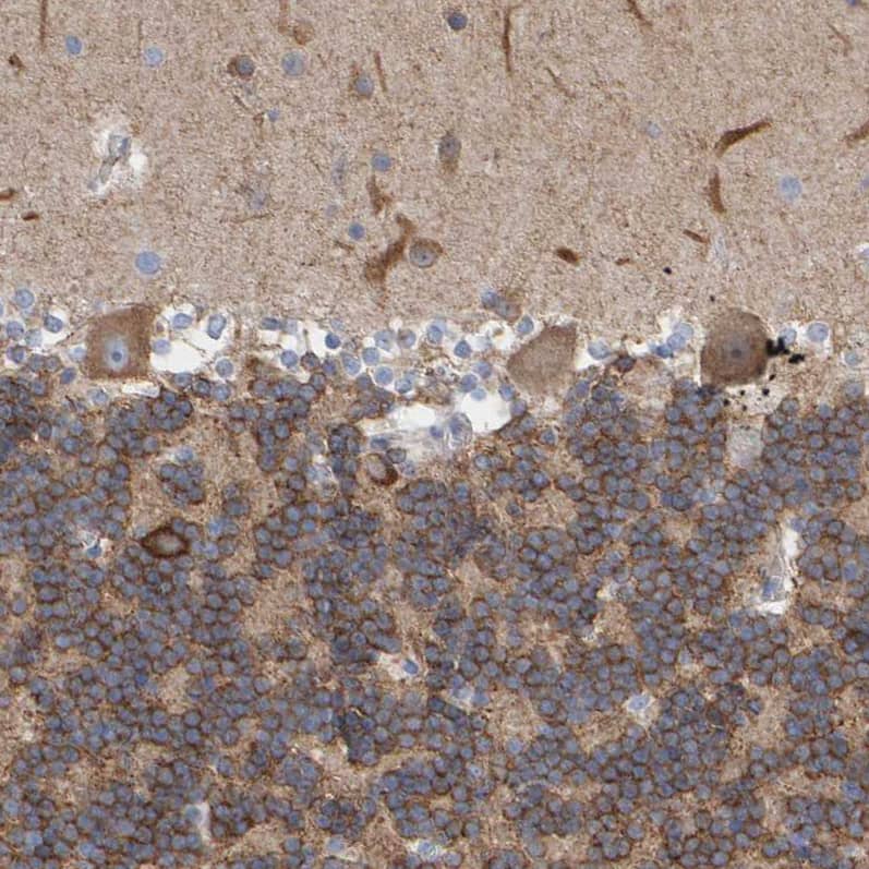 Immunohistochemistry-Paraffin MAP1B Antibody - BSA Free