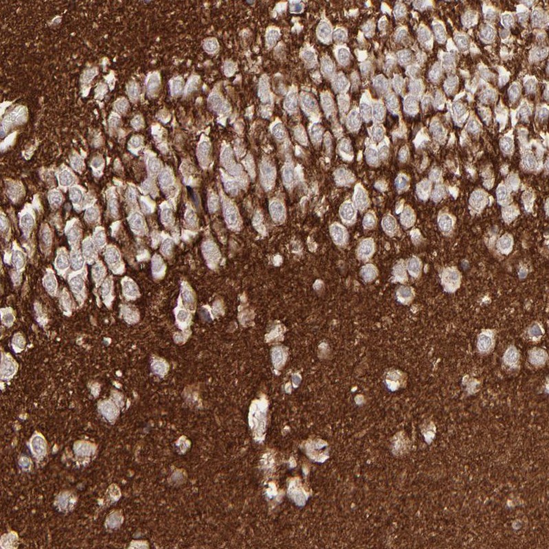 Immunohistochemistry-Paraffin GPM6B Antibody - BSA Free
