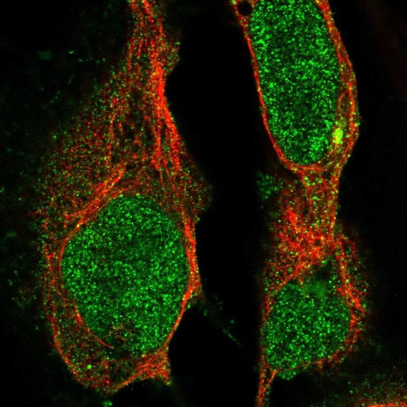 Staining of human cell line U-2 OS shows localization to nucleoplasm, cytosol & microtubule organizing center.