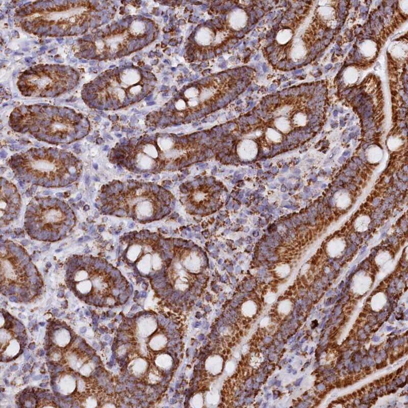 Staining of human duodenum shows strong cytoplasmic positivity in glandular cells.