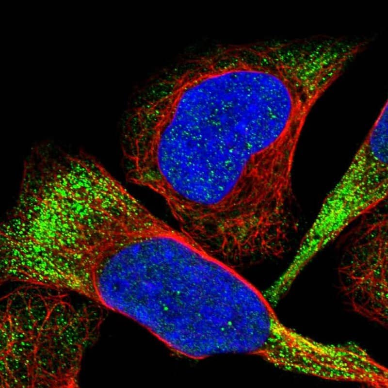 Immunocytochemistry/ Immunofluorescence CDPF1 Antibody - BSA Free