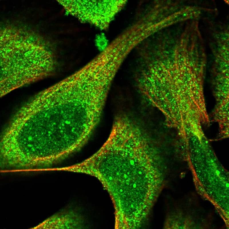 Immunocytochemistry/ Immunofluorescence LGTN Antibody - BSA Free